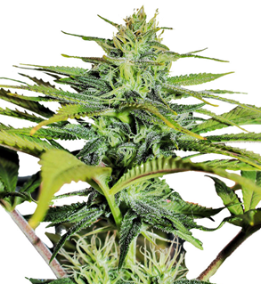 1747044177426.png 1747044177426.png