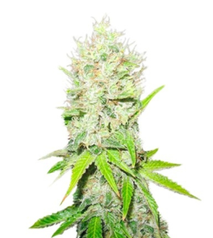 1747051741704.png 1747051741704.png