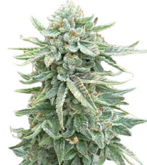 1747388292968.png 1747388292968.png