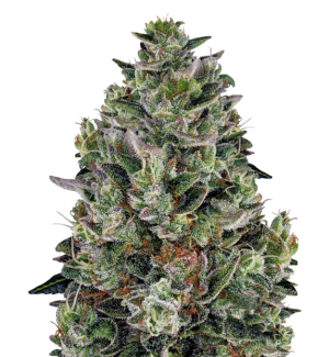 1747394826137.png 1747394826137.png