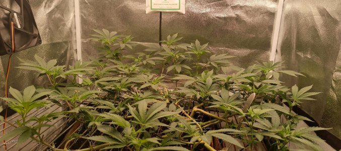 IMG_20250516_192721_368.jpg IMG_20250516_192721_368.jpg