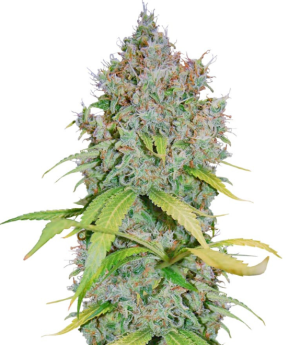 1747568804232.png 1747568804232.png