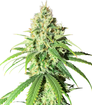 1747568823403.png 1747568823403.png