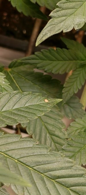 IMG_20250518_210743_831.jpg IMG_20250518_210743_831.jpg