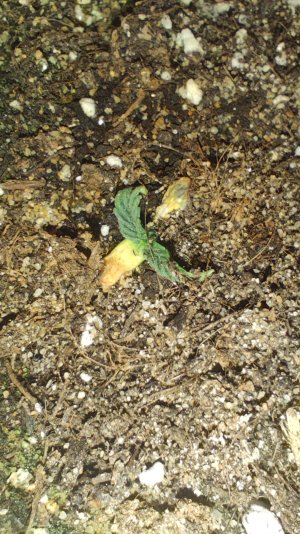 1000365380.jpg 1000365380.jpg