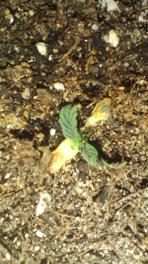 1000365381.jpg 1000365381.jpg