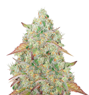 1747828034062.png 1747828034062.png