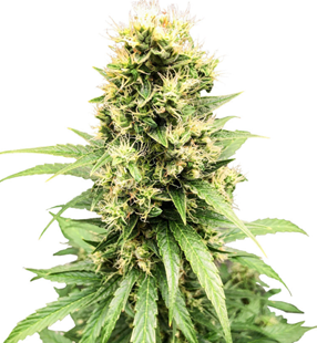 1747828037746.png 1747828037746.png