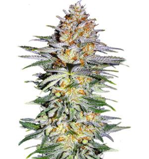 1747828041302.png 1747828041302.png