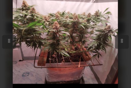 Screenshot_20250521-155621.jpg Screenshot_20250521-155621.jpg