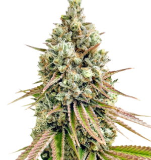 1747909426729.png 1747909426729.png