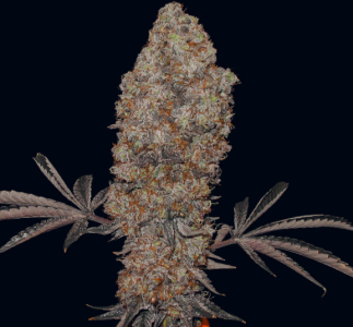 1747988128995.png 1747988128995.png