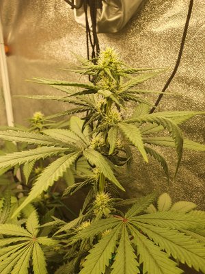 20250523_204746.jpg 20250523_204746.jpg