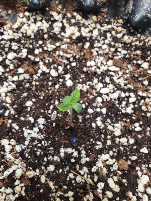 20250523_204847.jpg 20250523_204847.jpg