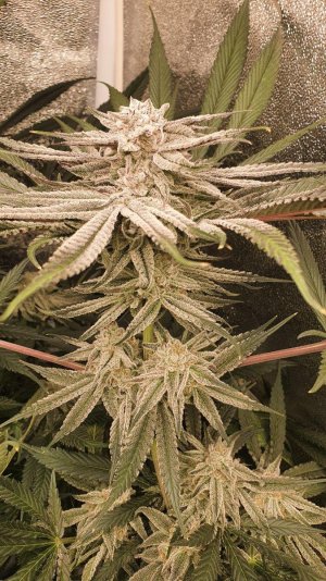 20230408_183654.jpg 20230408_183654.jpg