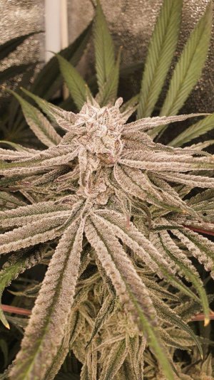 20230408_183657.jpg 20230408_183657.jpg