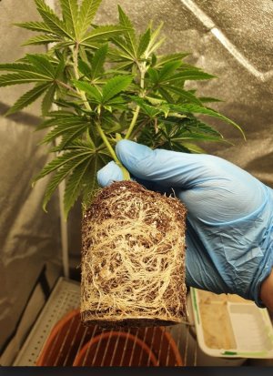 Screenshot_20250525_172729.jpg Screenshot_20250525_172729.jpg