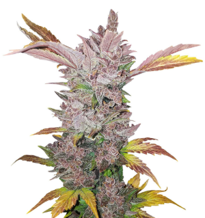 1748172809329.png 1748172809329.png