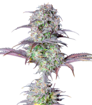 1748184927550.png 1748184927550.png