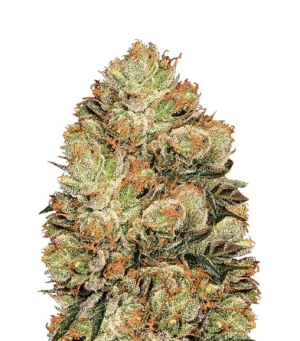 1748202729913.png 1748202729913.png