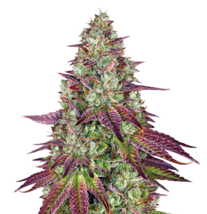 1748202745248.png 1748202745248.png