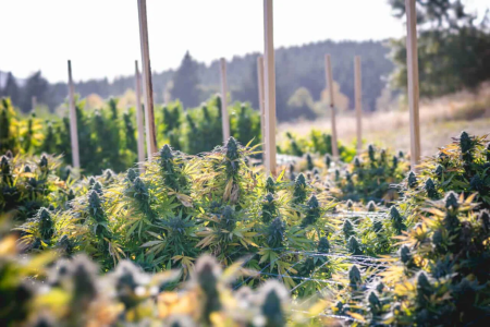 1748203435851.png 1748203435851.png