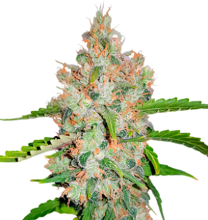 1748266999973.png 1748266999973.png