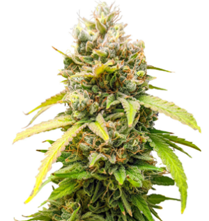 1748267003631.png 1748267003631.png