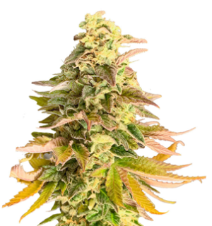 1748452298907.png 1748452298907.png