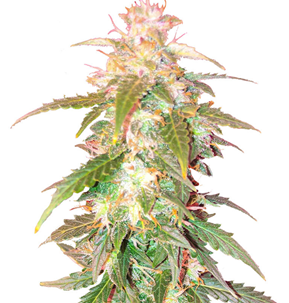 1748527083412.png 1748527083412.png