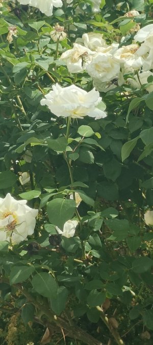 IMG_20250530_134010_396.jpg IMG_20250530_134010_396.jpg