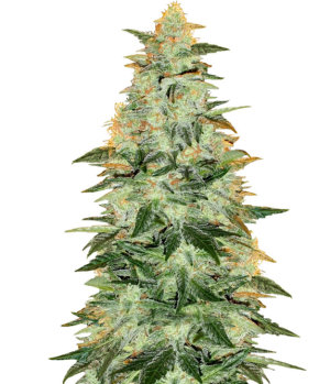 1748708363837.png 1748708363837.png