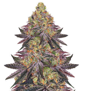 1748709701657.png 1748709701657.png