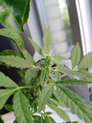 IMG_20250604_181232_154.jpg IMG_20250604_181232_154.jpg