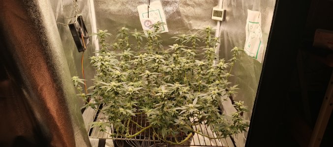 IMG_20250604_190144_989.jpg IMG_20250604_190144_989.jpg