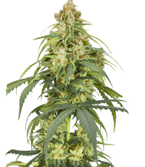 1749057169370.png 1749057169370.png