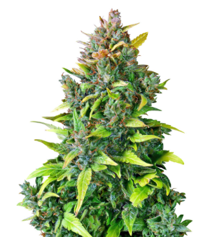 1749057188720.png 1749057188720.png