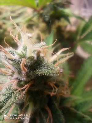 IMG_20250603_190844.jpg IMG_20250603_190844.jpg