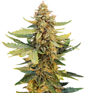 1749578144937.png 1749578144937.png