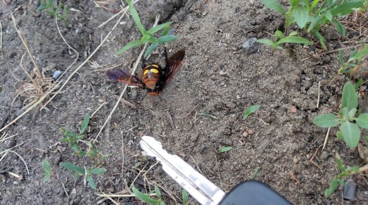 P50610-181837 (1).jpg