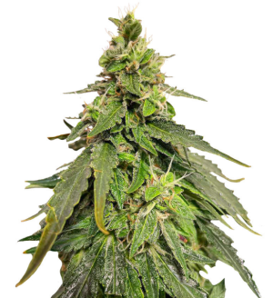 1749801059985.png 1749801059985.png