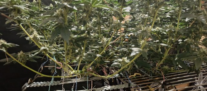 IMG_20250612_192629_763.jpg IMG_20250612_192629_763.jpg