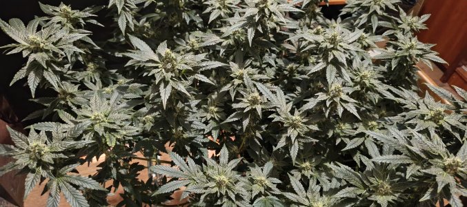 IMG_20250612_192404_924.jpg IMG_20250612_192404_924.jpg