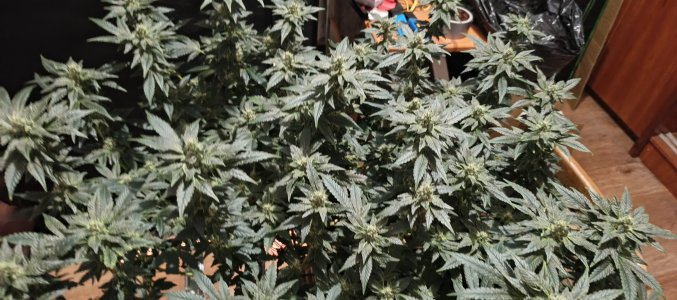 IMG_20250612_192350_565.jpg IMG_20250612_192350_565.jpg