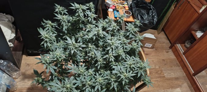 IMG_20250612_192340_924.jpg IMG_20250612_192340_924.jpg