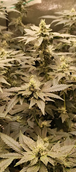 IMG_20250612_192227_481.jpg IMG_20250612_192227_481.jpg