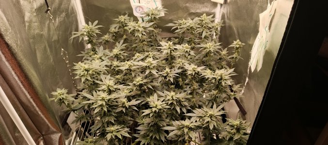 IMG_20250612_192209_263.jpg IMG_20250612_192209_263.jpg