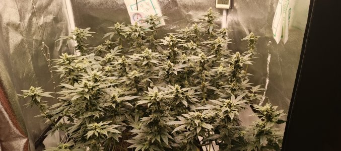 IMG_20250612_192201_308.jpg IMG_20250612_192201_308.jpg