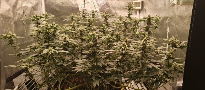 IMG_20250612_192155_851.jpg IMG_20250612_192155_851.jpg