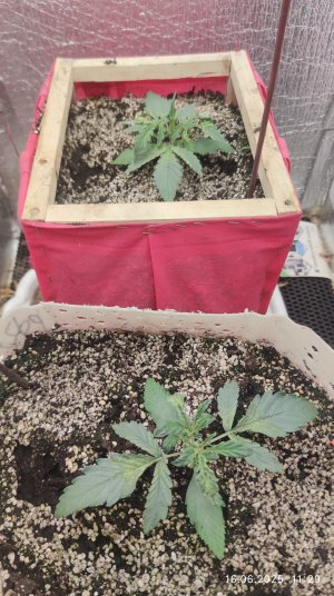 IMG_20250617_003041.jpg IMG_20250617_003041.jpg